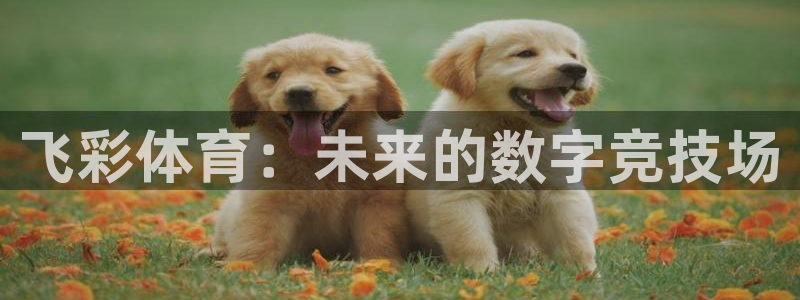 321足球直播